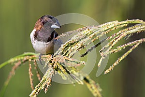 Bronze mannikin bird sitting in stems of grass to eat fresh seeds