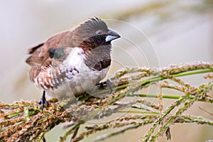 Bronze mannikin bird sitting in stems of grass to eat fresh seeds