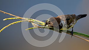 Bronze mannikin bird sitting in stems of grass to eat fresh seeds