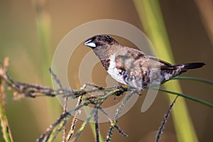 Bronze mannikin bird sitting in stems of grass to eat fresh seeds