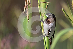 Bronze mannikin bird sitting in stems of grass to eat fresh seeds