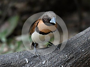 Bronze Mannikin, finch with strong beak photo