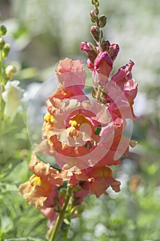 Bronze orange Antirrhinum Majus `Orange Wonder` Snapdragon flower portrait close up