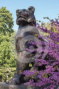 Bronze sculpture of a lioness with a small lion cub. Blooming cercis tree with pink flowers. Judas tree.