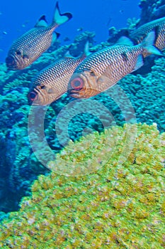 Bronze Soldierfish, Myripristis adusta