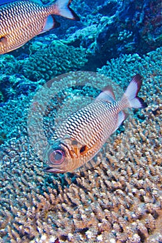 Bronze Soldierfish, North Ari Atoll, Maldives