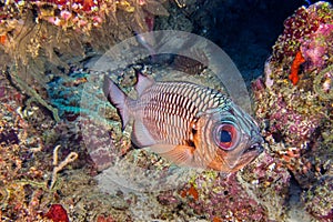 Bronze Soldierfish, North Ari Atoll, Maldives