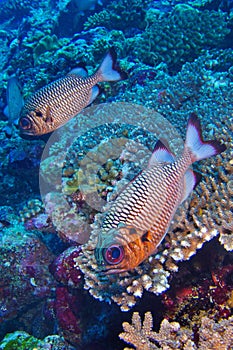 Bronze Soldierfish, North Ari Atoll, Maldives