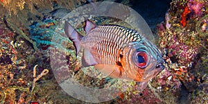 Bronze Soldierfish, North Ari Atoll, Maldives
