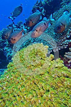 Bronze Soldierfish, North Ari Atoll, Maldives