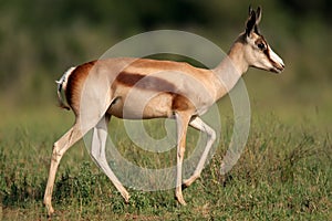 Bronze springbok antelope