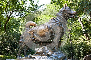 Bronze Statue of Balto the dog in Central Park