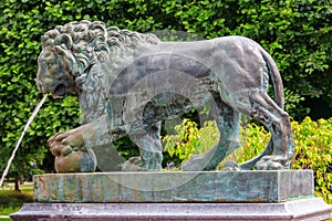 Bronze statue of lion. Fragment of fountain Lion`s cascade in Lower park of Peterhof in St. Petersburg, Russia