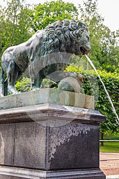 Bronze statue of lion. Fragment of fountain Lion`s cascade in Lower park of Peterhof in St. Petersburg, Russia