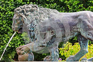 Bronze statue of lion. Fragment of fountain Lion`s cascade in Lower park of Peterhof in St. Petersburg, Russia