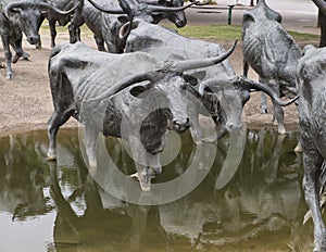 Bronze Steer Sculpture Pioneer Plaza, Dallas