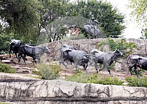 Bronze Steers and Cowboy Sculpture Pioneer Plaza, Dallas