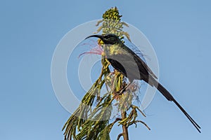 Bronze Sunbird - Nectarinia kilimensis