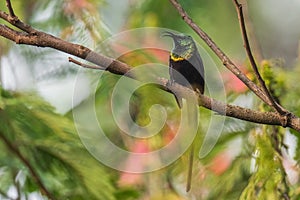 Bronze Sunbird - Nectarinia kilimensis