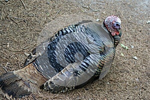 Bronze Turkey