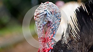 bronze turkey closeup