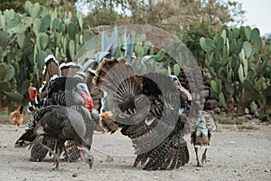 Bronze turkey flock free range
