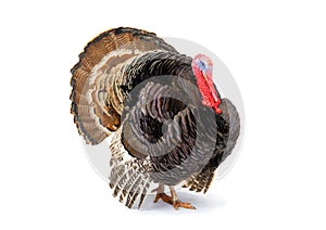 Bronze turkey isolated on a white background