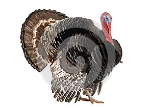 Bronze turkey isolated on a white background photo
