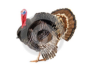 Bronze turkey isolated on a white background photo