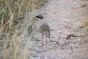 Bronze-winged courser isolated