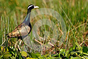 Bronze winged Jacana
