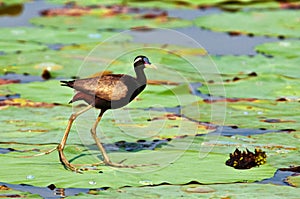 Bronze winged Jacana photo