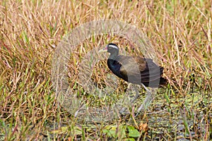 Bronze-winged Jacana bird