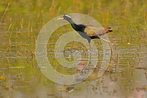 Bronze - winged jacana,bird  banswara, rajasthan, India