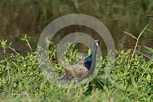 Bronze-winged Jacana bird walking in the nature photo