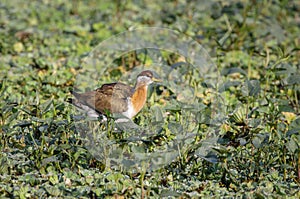 bronze-winged jacana juvenile