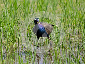 Bronze-winged Jacana : Metopedius indicus. Latham