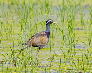 Bronze-winged Jacana : Metopedius indicus. Latham photo