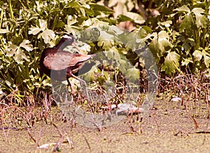 Bronze Winged Jacana in swamp.