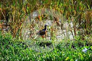 Bronze winged jaccana is a commom waterbird of bangladesh.