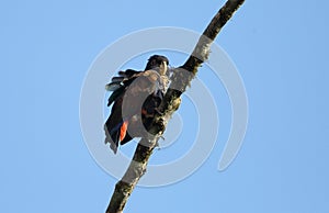 Bronze-winged parrot in Equador