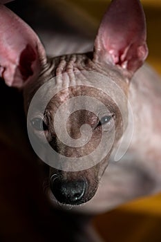 Bronzed American Hairless Terrier dog portrait close-up photo