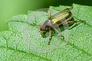 Linear Junebug - Dichelonyx linearis photo