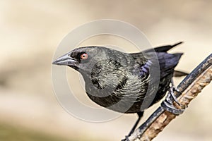 Bronzed cowbird in Los Fresnos, Texas photo