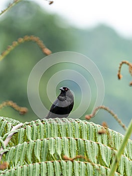 Bronzed Cowbird (Molothrus aeneus) in Costa Rica