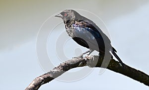 Bronzed cowbird Molothrus aeneus on a tree branch