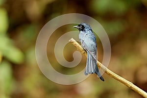 Bronzed Drongo, Dicrurus aeneus at Ganeshgudi, Karnataka