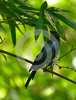 bronzed drongo nest of a small Indomalayan birds photo