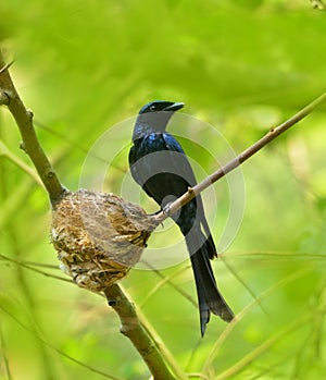bronzed drongo nest of a small Indomalayan birds photo