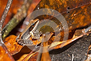 Bronzed Frog, Golden-backed Frog, Sinharaja National Park Rain Forest, Sri Lanka